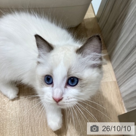 ラグドールの写真