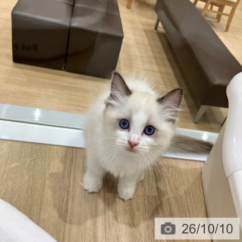 ラグドールの写真