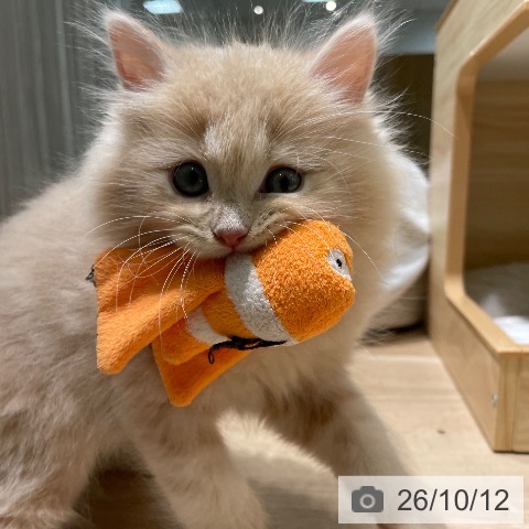 愛知県のラガマフィン (ペットプラス 則武新町店/2026年8月6日生まれ/男の子/クリームタビー)の子猫の4枚目の画像