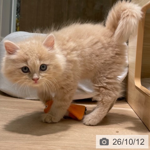 愛知県のラガマフィン (ペットプラス 則武新町店/2026年8月6日生まれ/男の子/クリームタビー)の子猫の3枚目の画像