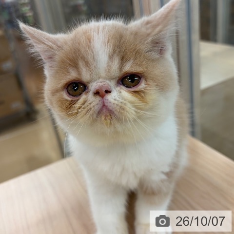 エキゾチックの写真