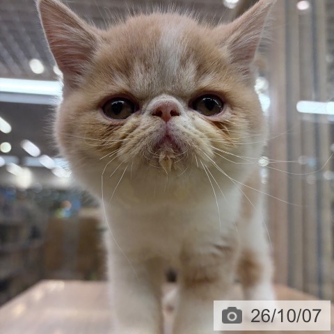 エキゾチックの写真