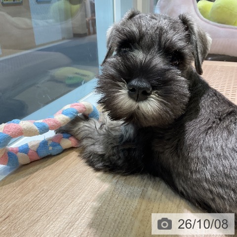 愛知県のミニチュアシュナウザー (ペットプラス 岡崎店/2026年8月7日生まれ/男の子/ソルトペッパー)の子犬の3枚目の画像