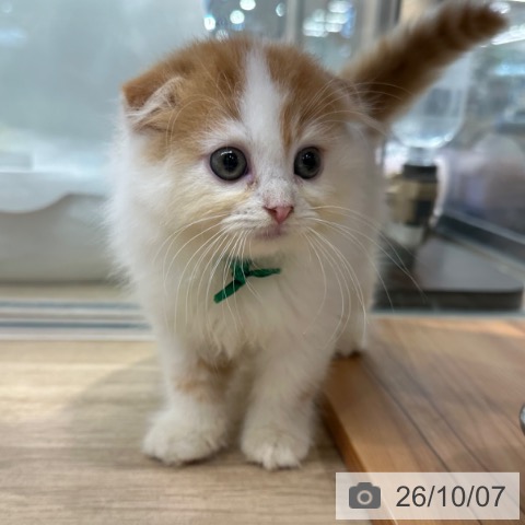 スコティッシュフォールドの写真