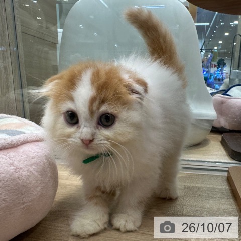スコティッシュフォールドの写真