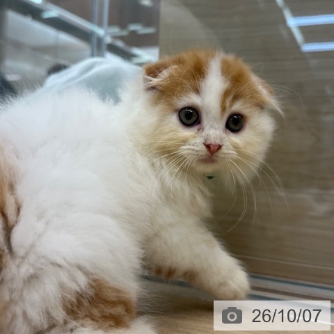 スコティッシュフォールドの写真