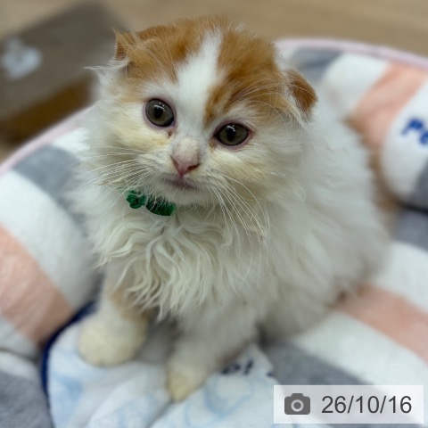 大阪府のスコティッシュフォールド (ペットプラス イオン大日店/2026年8月7日生まれ/男の子/レッドタビーホワイト)の子猫の3枚目の画像