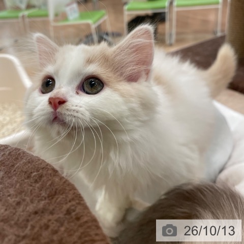 スコティッシュフォールドの写真