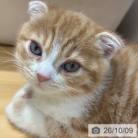 大阪府のスコティッシュフォールド (ペットプラス 堺鉄砲町店/2026年8月7日生まれ/女の子/レッドタビーホワイト)の子猫の3枚目の画像