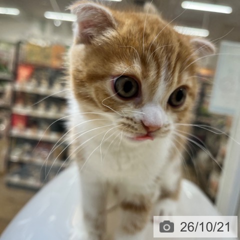 大阪府のスコティッシュフォールド (ペットプラス 堺鉄砲町店/2026年8月7日生まれ/女の子/レッドタビーホワイト)の子猫の4枚目の画像