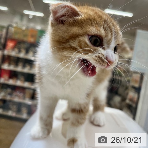 大阪府のスコティッシュフォールド (ペットプラス 堺鉄砲町店/2026年8月7日生まれ/女の子/レッドタビーホワイト)の子猫の3枚目の画像