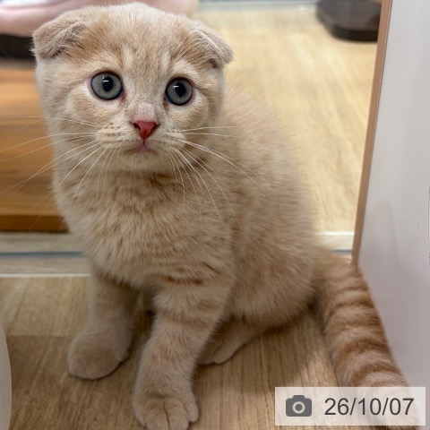 スコティッシュフォールドの写真
