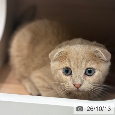 大阪府のスコティッシュフォールド (ペットプラス イオン大日店/2026年8月7日生まれ/女の子/クリームタビー)の子猫の3枚目の画像