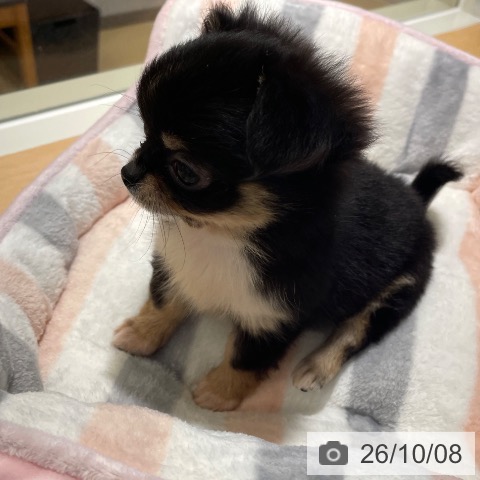 鹿児島県のチワワ(ロング) (ペットプラス 姶良店/2026年8月4日生まれ/男の子/ブラックタンホワイト)の子犬の4枚目の画像