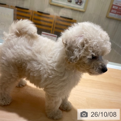 鹿児島県のトイプードル(トイ) (ペットプラス 姶良店/2026年8月2日生まれ/女の子/クリーム)の子犬の4枚目の画像
