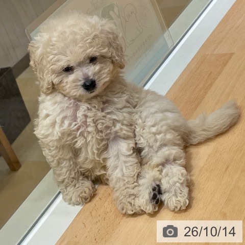 鹿児島県のトイプードル(トイ) (ペットプラス 姶良店/2026年8月2日生まれ/女の子/クリーム)の子犬の3枚目の画像