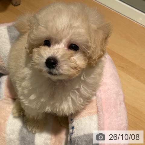 鹿児島県のトイプードル(トイ) (ペットプラス 姶良店/2026年8月2日生まれ/男の子/クリーム)の子犬の4枚目の画像