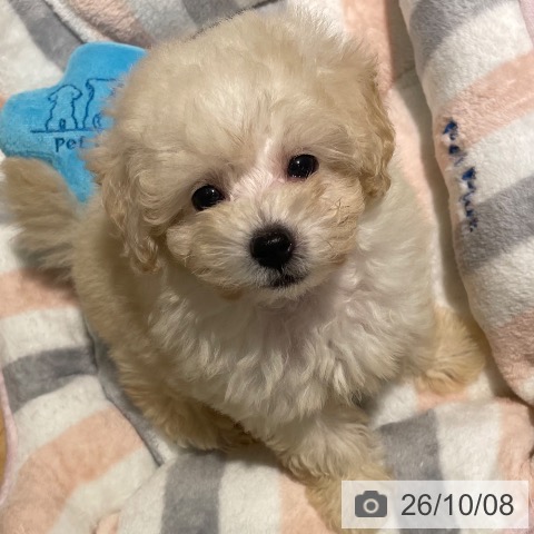 鹿児島県のトイプードル(トイ) (ペットプラス 姶良店/2026年8月2日生まれ/男の子/クリーム)の子犬の3枚目の画像