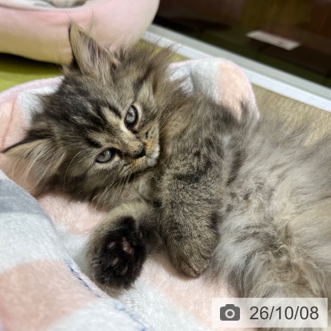 京都府のペルシャ (ペットプラス 京都桂川店/2026年7月25日生まれ/男の子/ブラウンタビー)の子猫の4枚目の画像