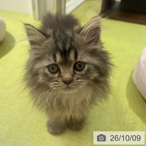 京都府のペルシャ (ペットプラス 京都桂川店/2026年7月25日生まれ/男の子/ブラウンタビー)の子猫の3枚目の画像
