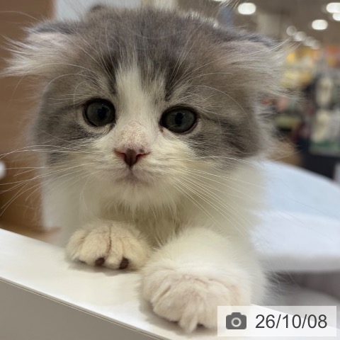 スコティッシュフォールドの写真