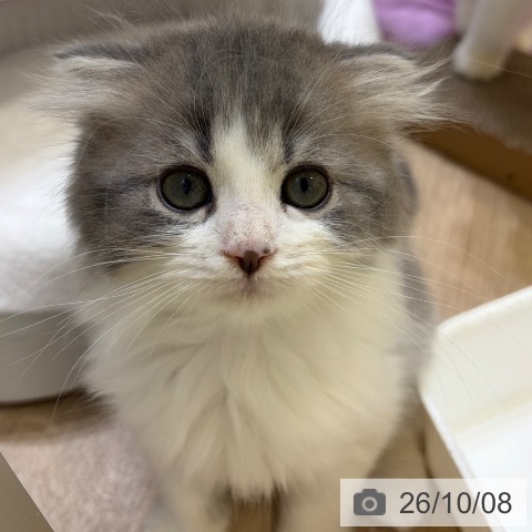 スコティッシュフォールドの写真