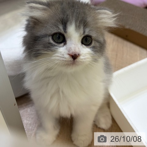 スコティッシュフォールドの写真