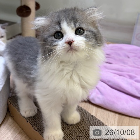 スコティッシュフォールドの写真