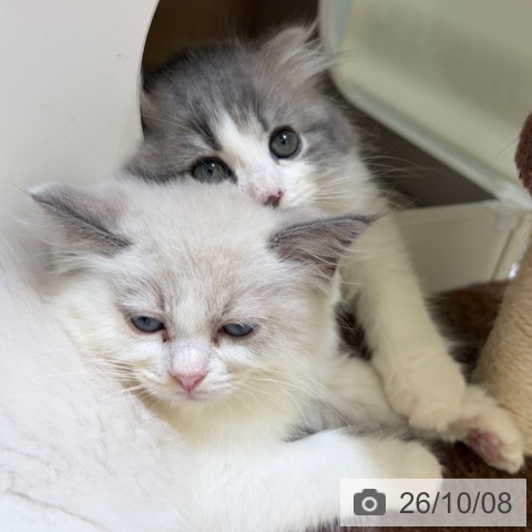 スコティッシュフォールドの写真