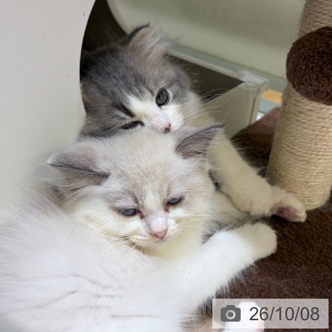 スコティッシュフォールドの写真