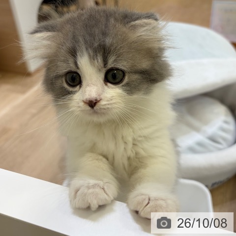 スコティッシュフォールドの写真