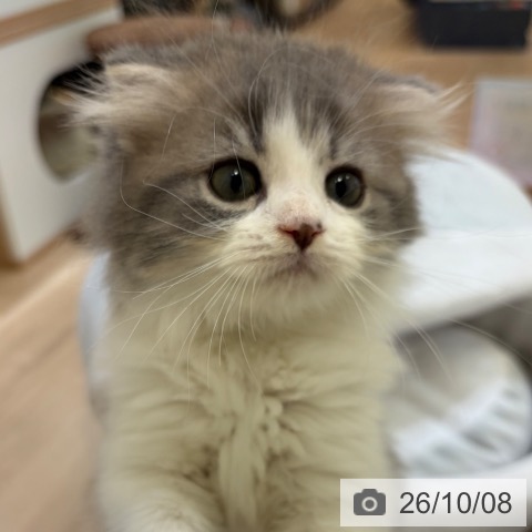 スコティッシュフォールドの写真