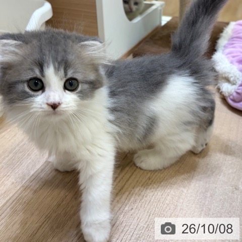 スコティッシュフォールドの写真