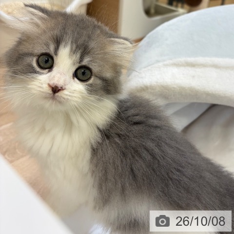スコティッシュフォールドの写真