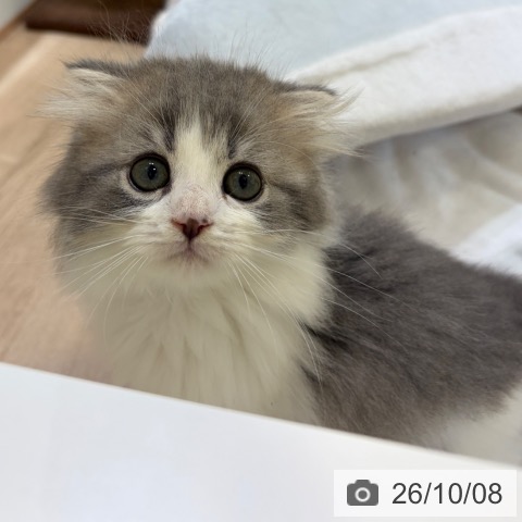 スコティッシュフォールドの写真