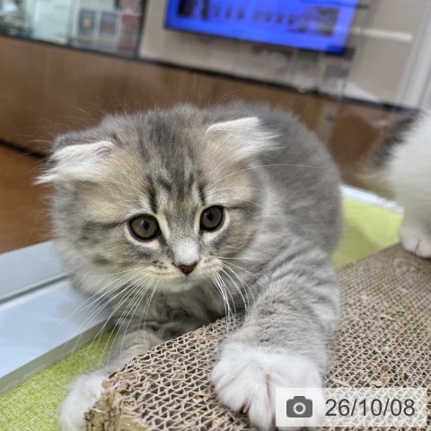 スコティッシュフォールドの写真