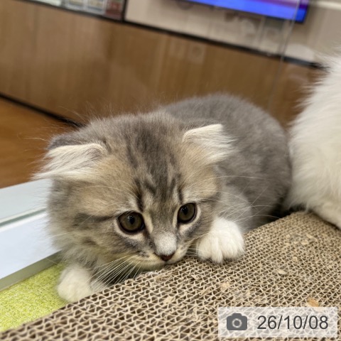 スコティッシュフォールドの写真