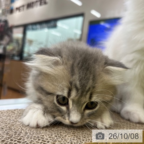 スコティッシュフォールドの写真