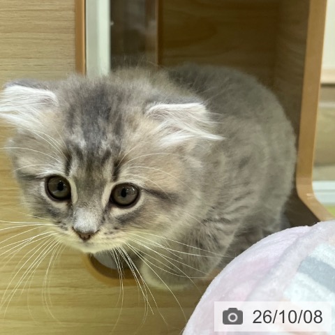 スコティッシュフォールドの写真