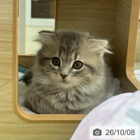 スコティッシュフォールドの写真