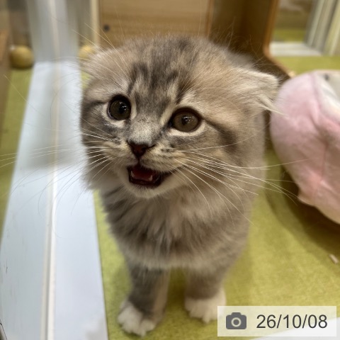 スコティッシュフォールドの写真