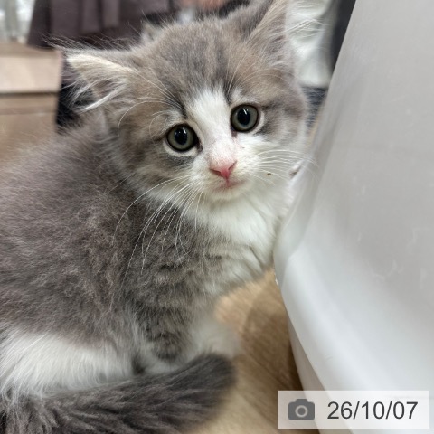 ノルウェージャンフォレストキャットの写真
