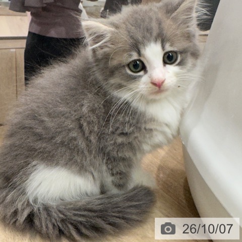 ノルウェージャンフォレストキャットの写真