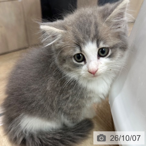 ノルウェージャンフォレストキャットの写真