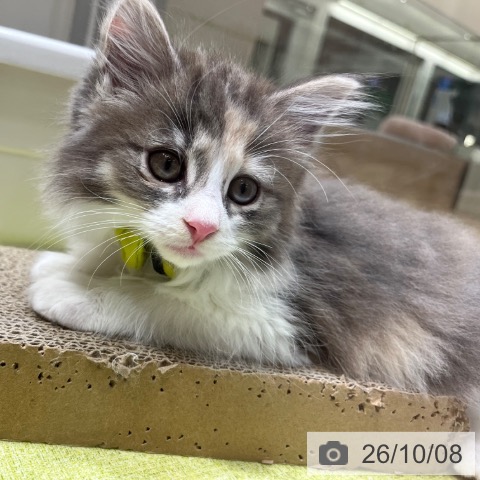 ノルウェージャンフォレストキャットの写真