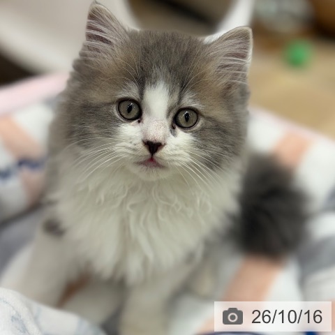 大阪府のラガマフィン (ペットプラス イオン大日店/2026年8月5日生まれ/男の子/ブルータビーホワイト)の子猫の4枚目の画像