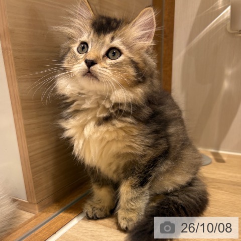 ラガマフィンの写真