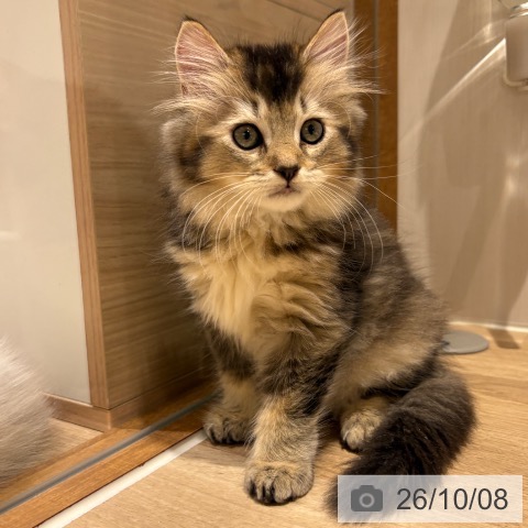 ラガマフィンの写真
