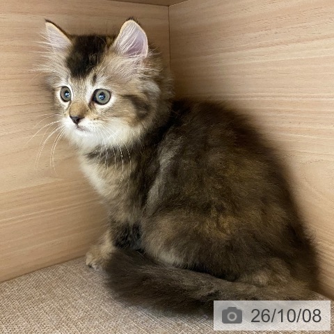 ラガマフィンの写真