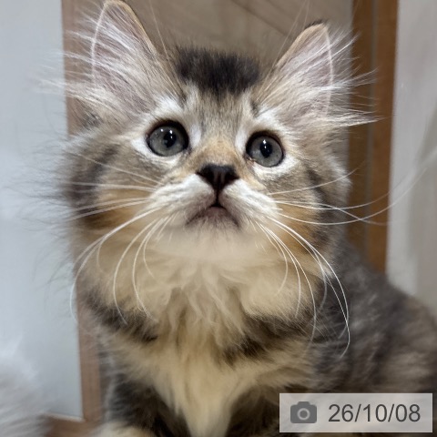 ラガマフィンの写真